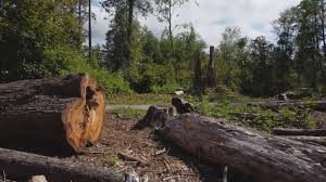Best Utility Line Clearance  in Utica, NY