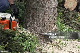 Best Tree Trimming and Pruning  in Utica, NY