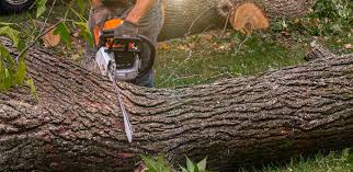 Best Artificial Turf Installation  in Utica, NY