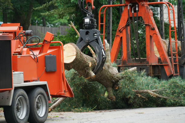 Best Grass Overseeding  in Utica, NY